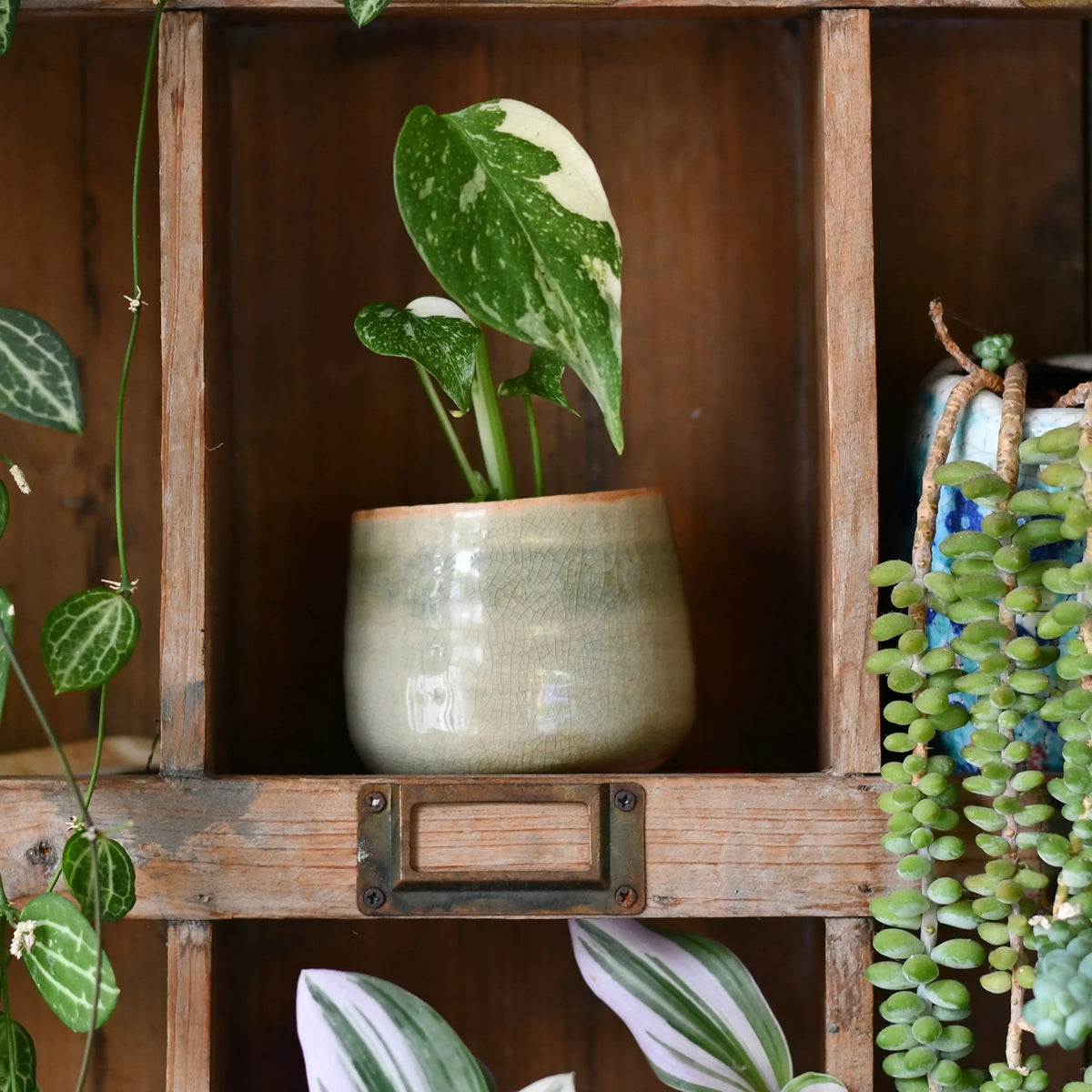 HOUSEPLANT POTS AND CARE