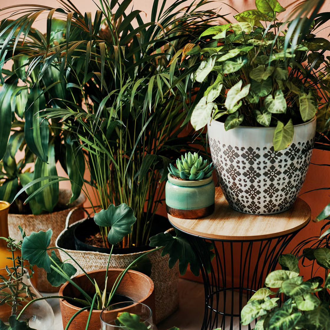 INDOOR HOUSEPLANTS
